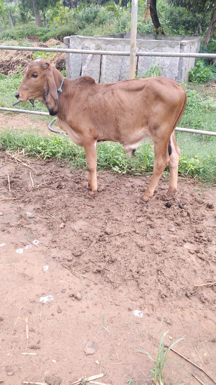 Damodar — Joyful and bright.