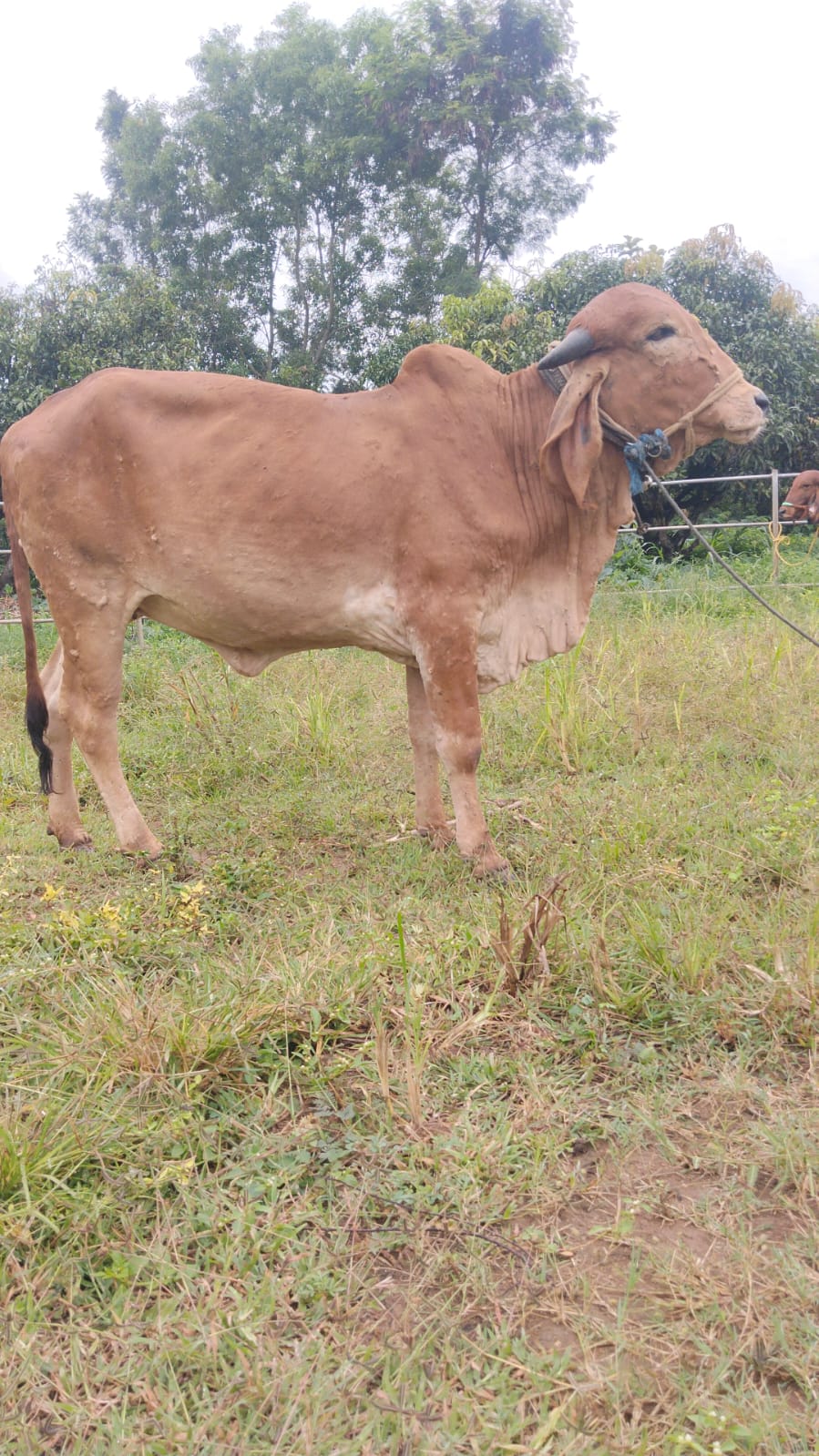 Ganga — Majestic and calm.