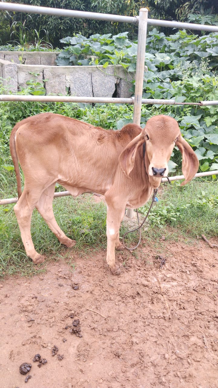 Lakshmi — Curious and kind.