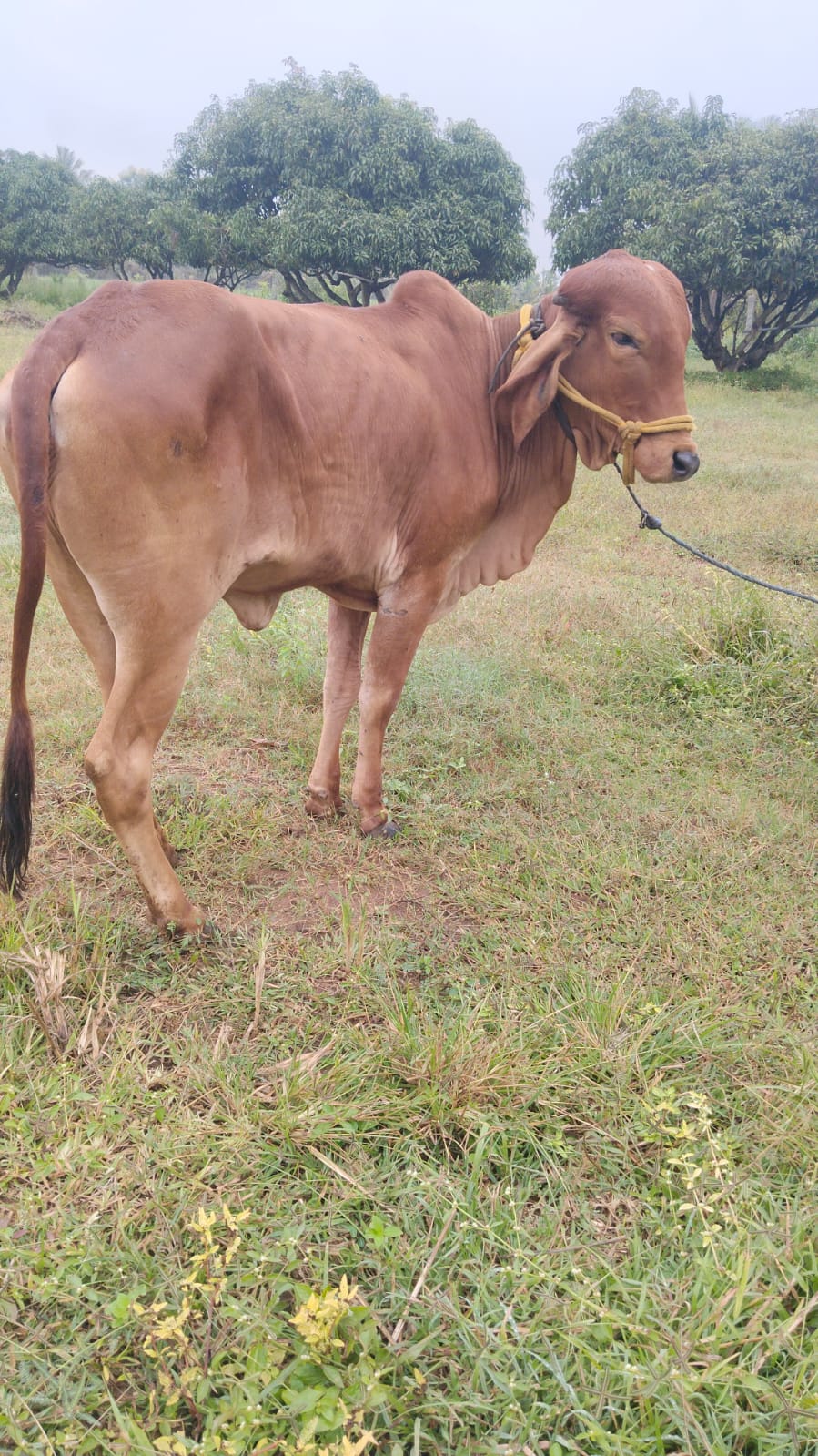 Radha — Brave and resilient.