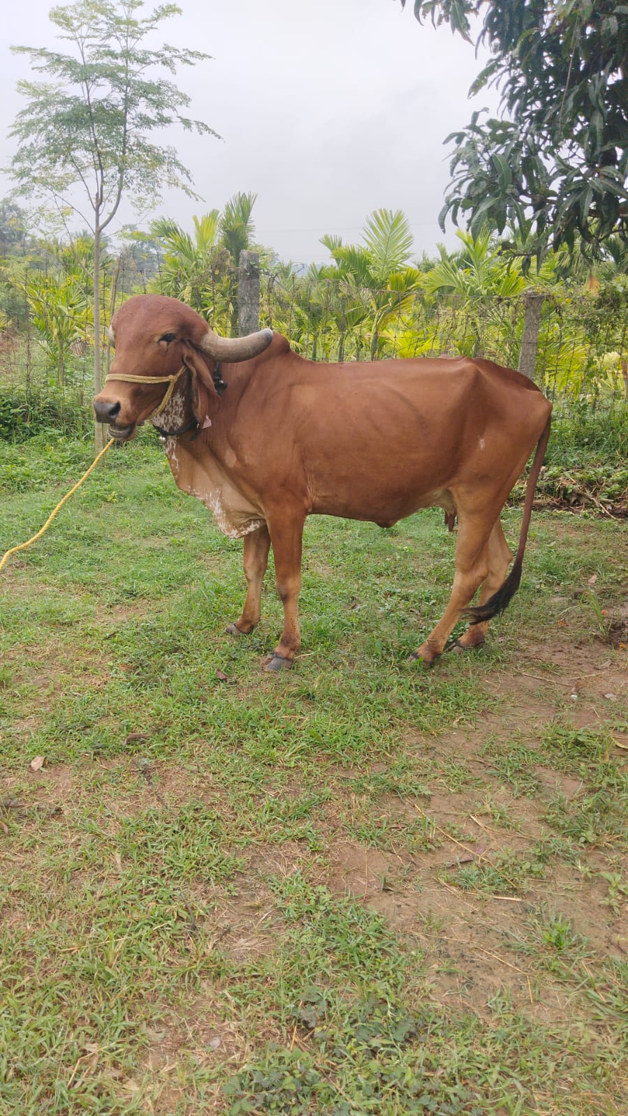 Aruni — Gentle strength and warmth.