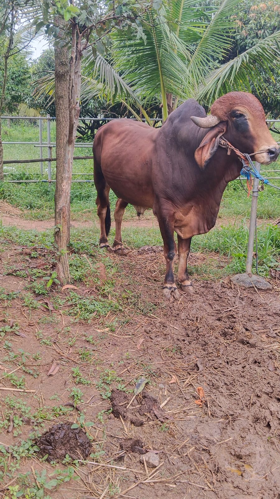 Balaram — Playful guardian of the pasture.