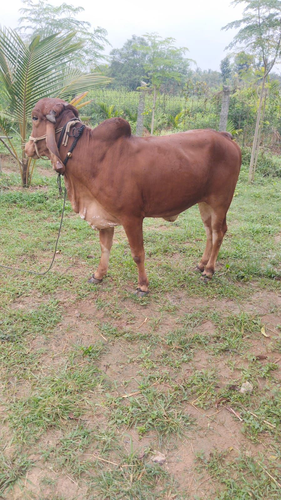 Hamsi — Nurturing and loving.