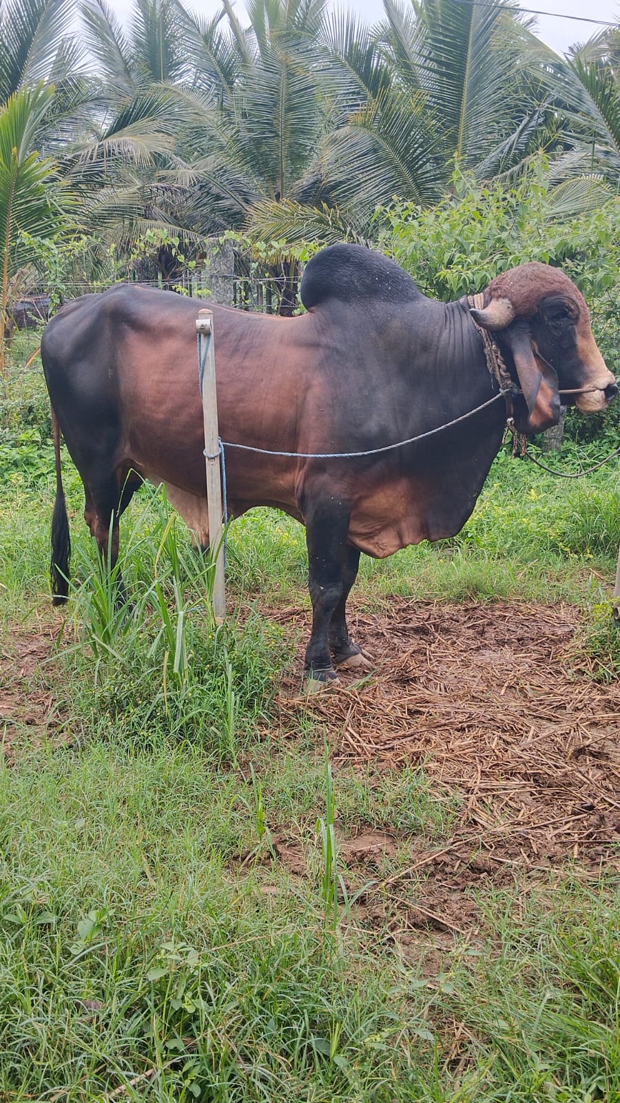 krishna — Soft eyes, steady heart.