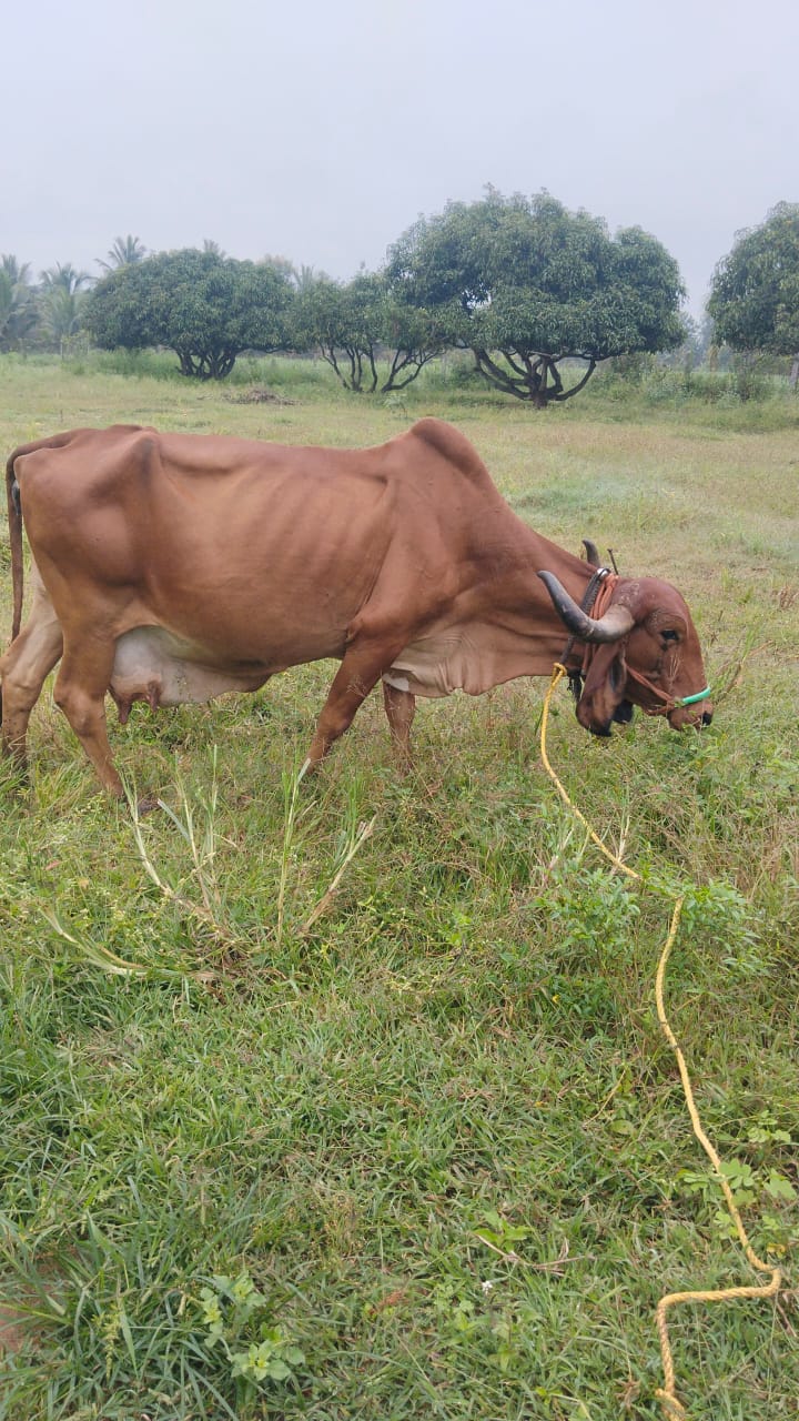 Kumkum — Joyful and bright.