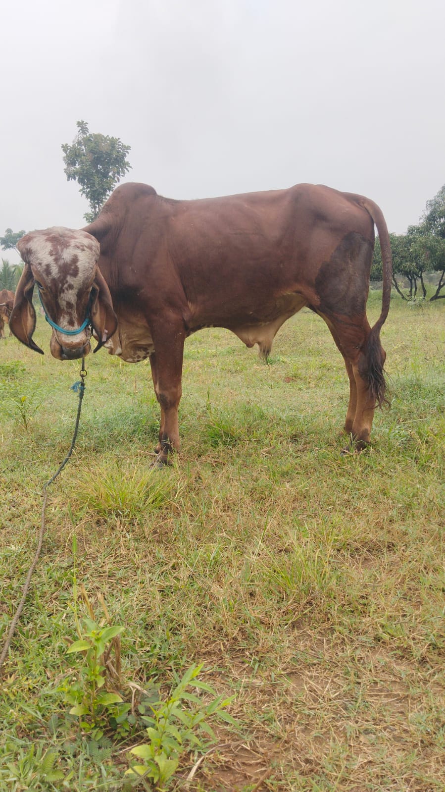 Pradyumna — Brave and resilient.