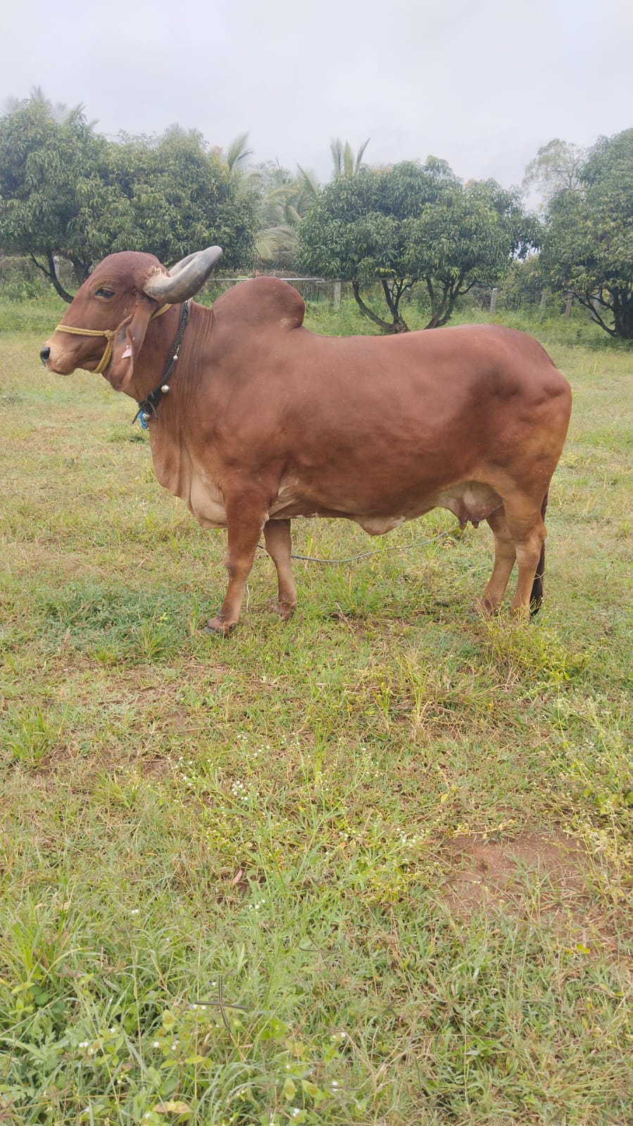 Saraswathi — The serene queen of our herd.