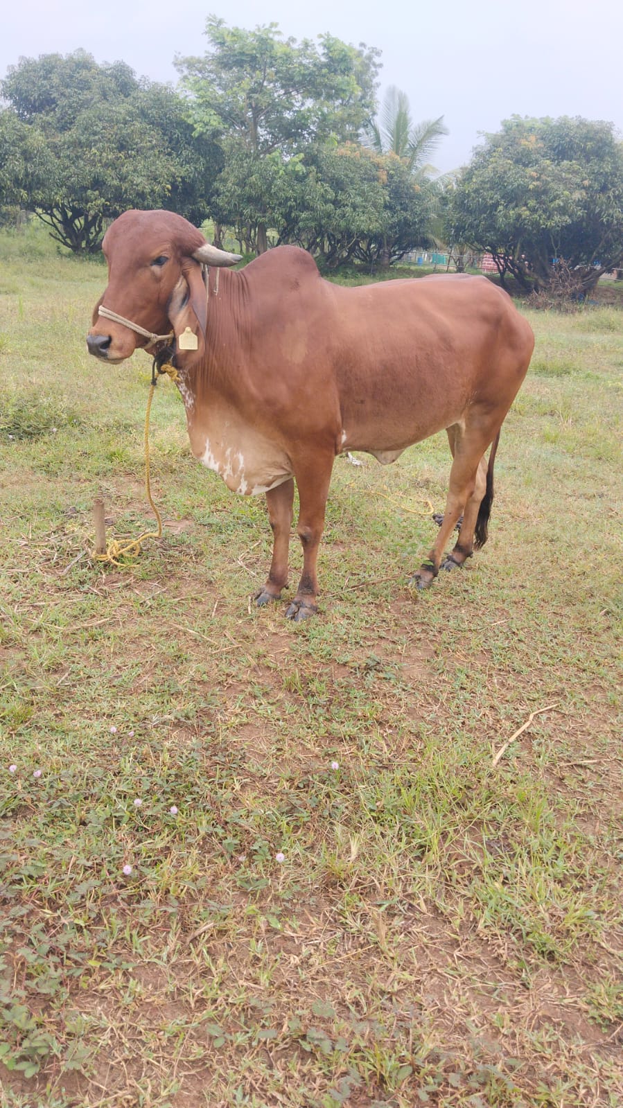 Tulsi — Soft eyes, steady heart.
