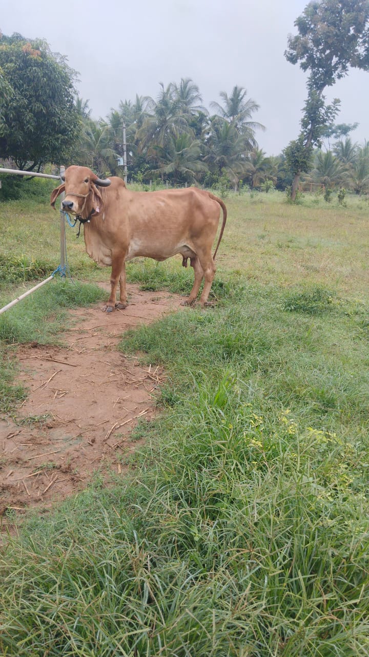Tungi — Curious and kind.