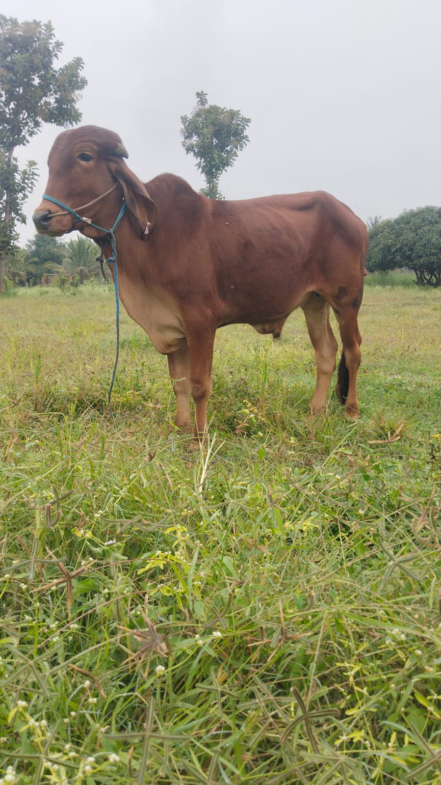 Vaudev — Majestic and calm.