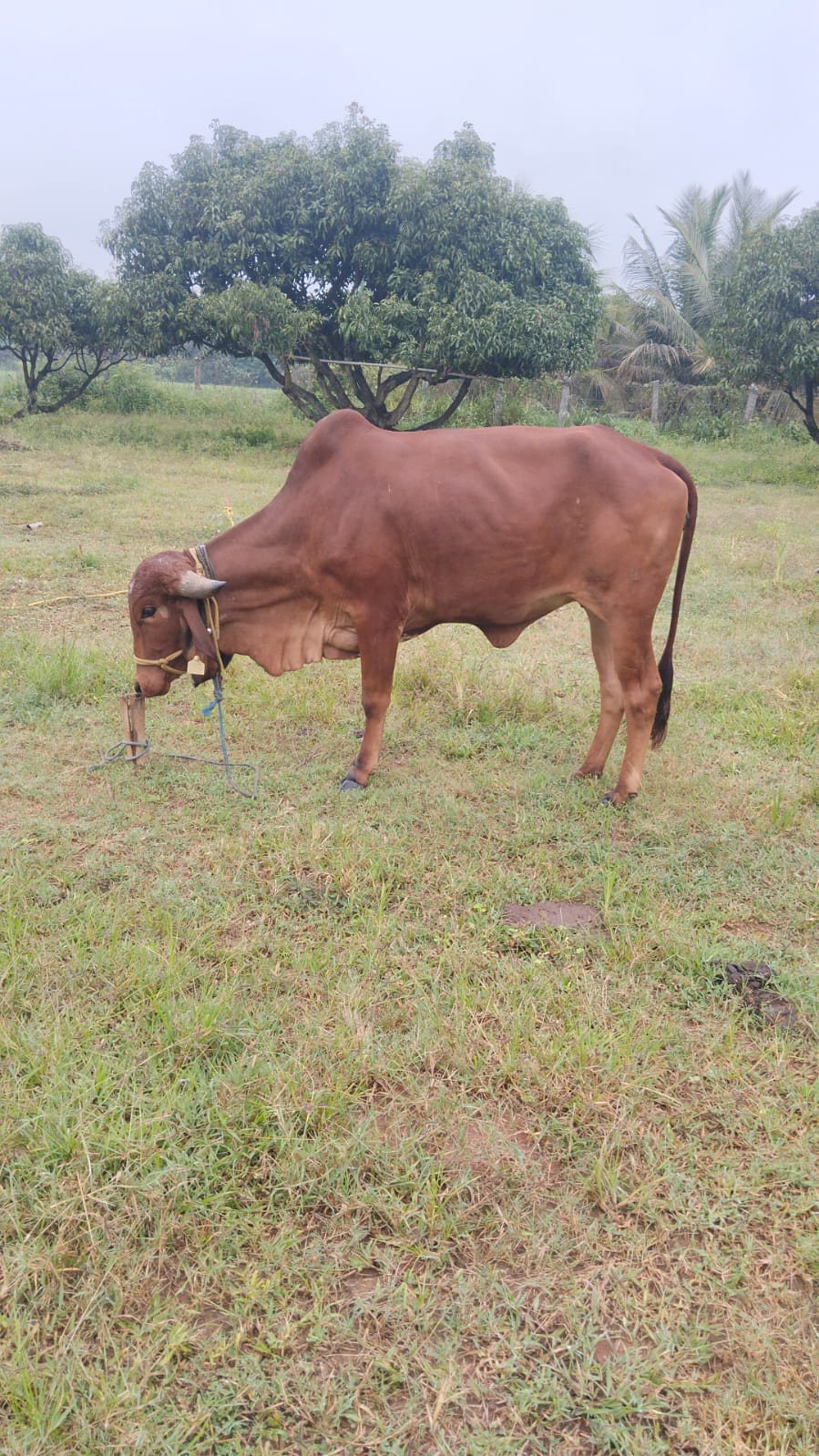 Yamuna — Graceful spirit of the goshala.